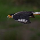 Aérodynamisme (Caracara plancus, caracara huppé)