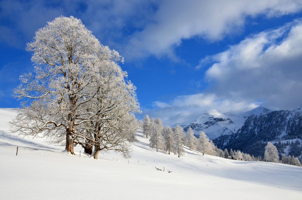 Aeschiallmi im Winter mit First