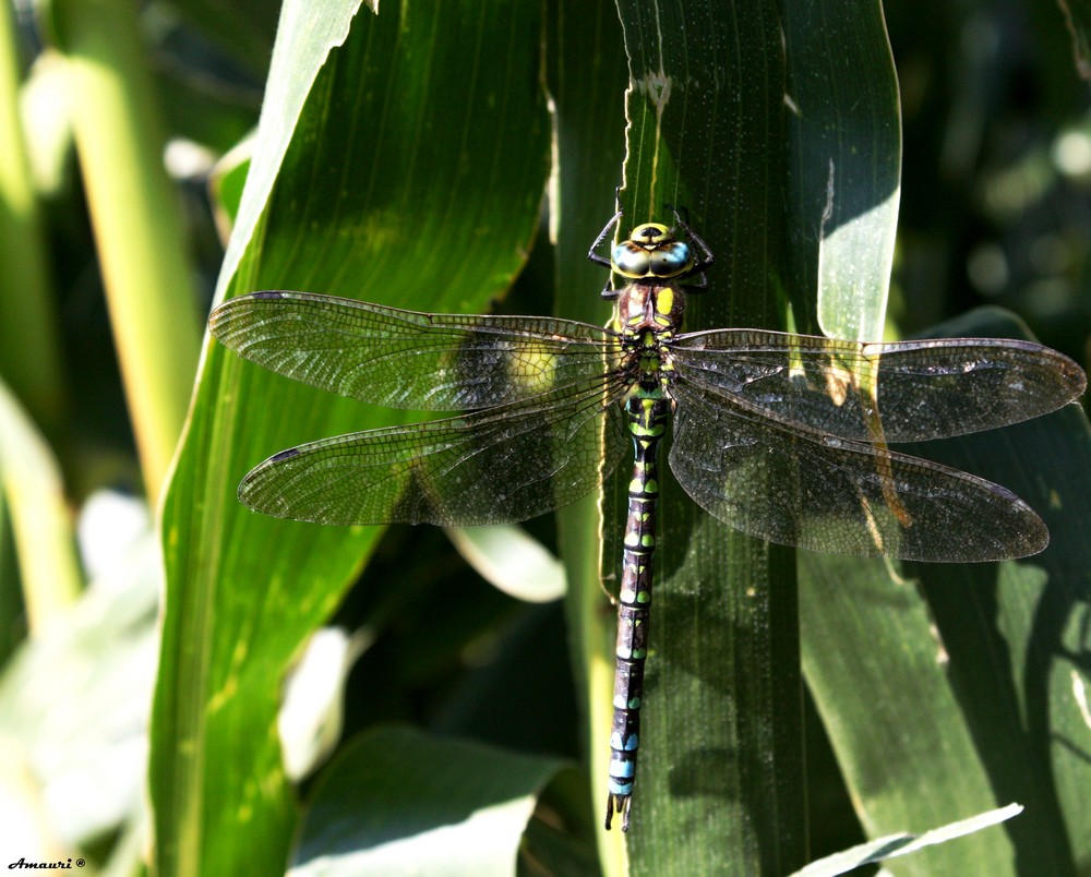 Aeschne bleue (Aeschna cynanea) mâle.