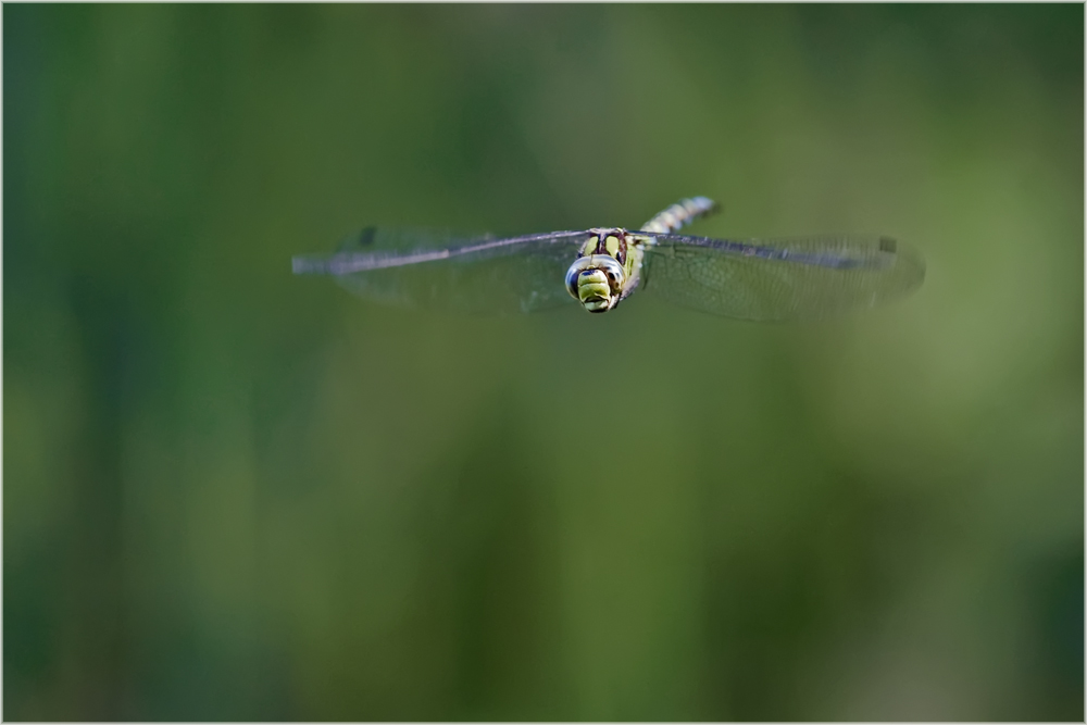 Aeschne bleue (Aeshna cyanea)