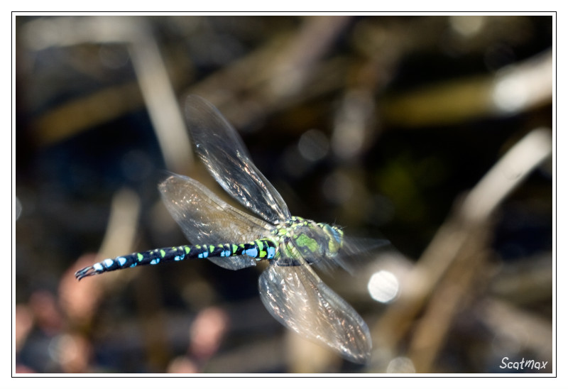 Aeschne bleue (en chasse)