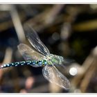 Aeschne bleue (en chasse)