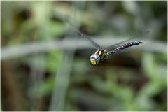 Aeschne bleue mâle (1) Aeshna cyanea