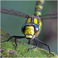 Aeschne bleue mâle