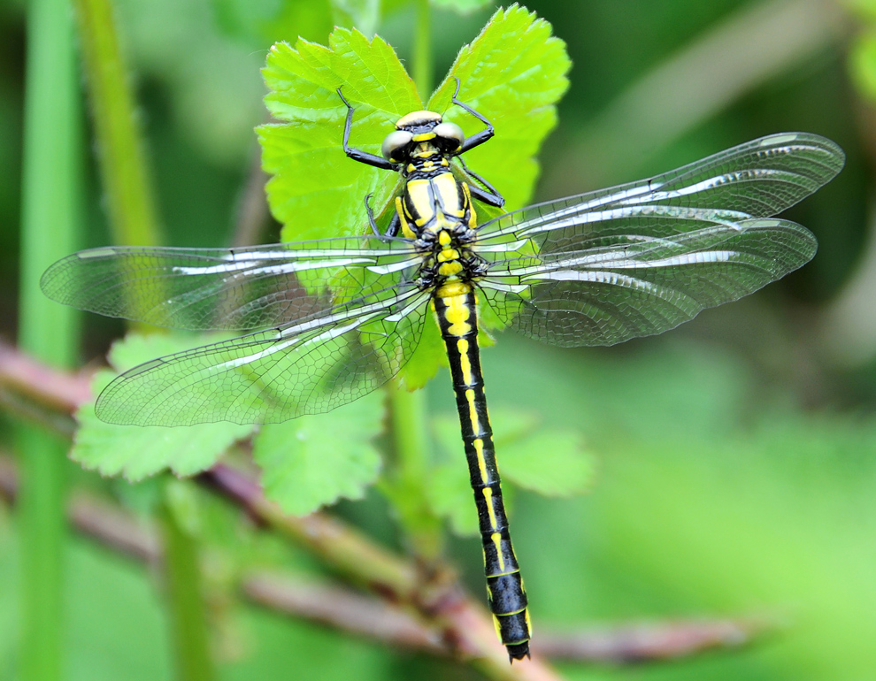 Aeschne printanière Brachytron pratense