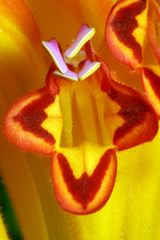 AESCHYNANTHUS SPECIOSUS