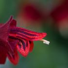 Aeschynanthus tricolor