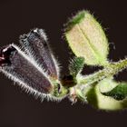 Aeschynanthus twister, lipstickplant, Aeschinantus