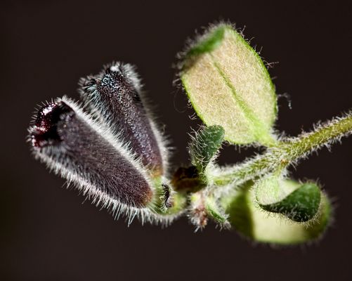 Aeschynanthus twister, lipstickplant, Aeschinantus