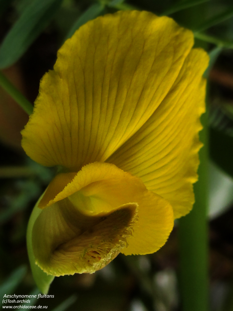 Aeschynomene fluitans, gelbe Schönheit