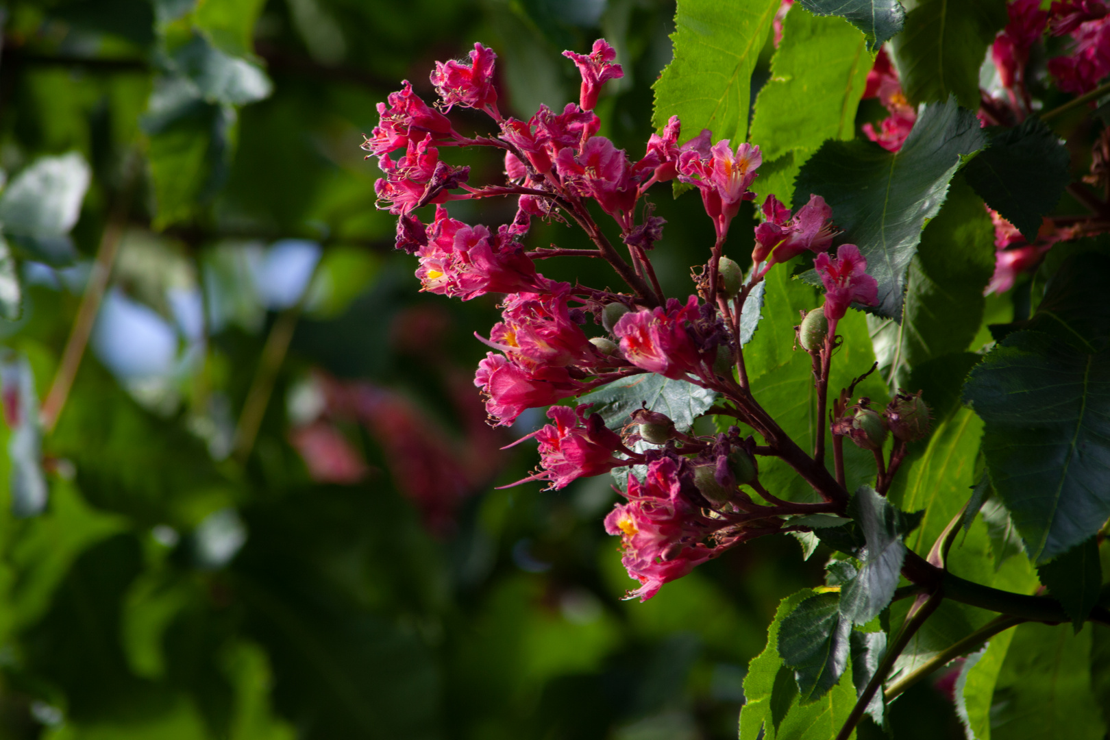 Aesculus × carnea, Dülmen-Rorup, Germany