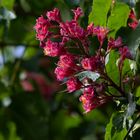 Aesculus × carnea, Dülmen-Rorup, Germany