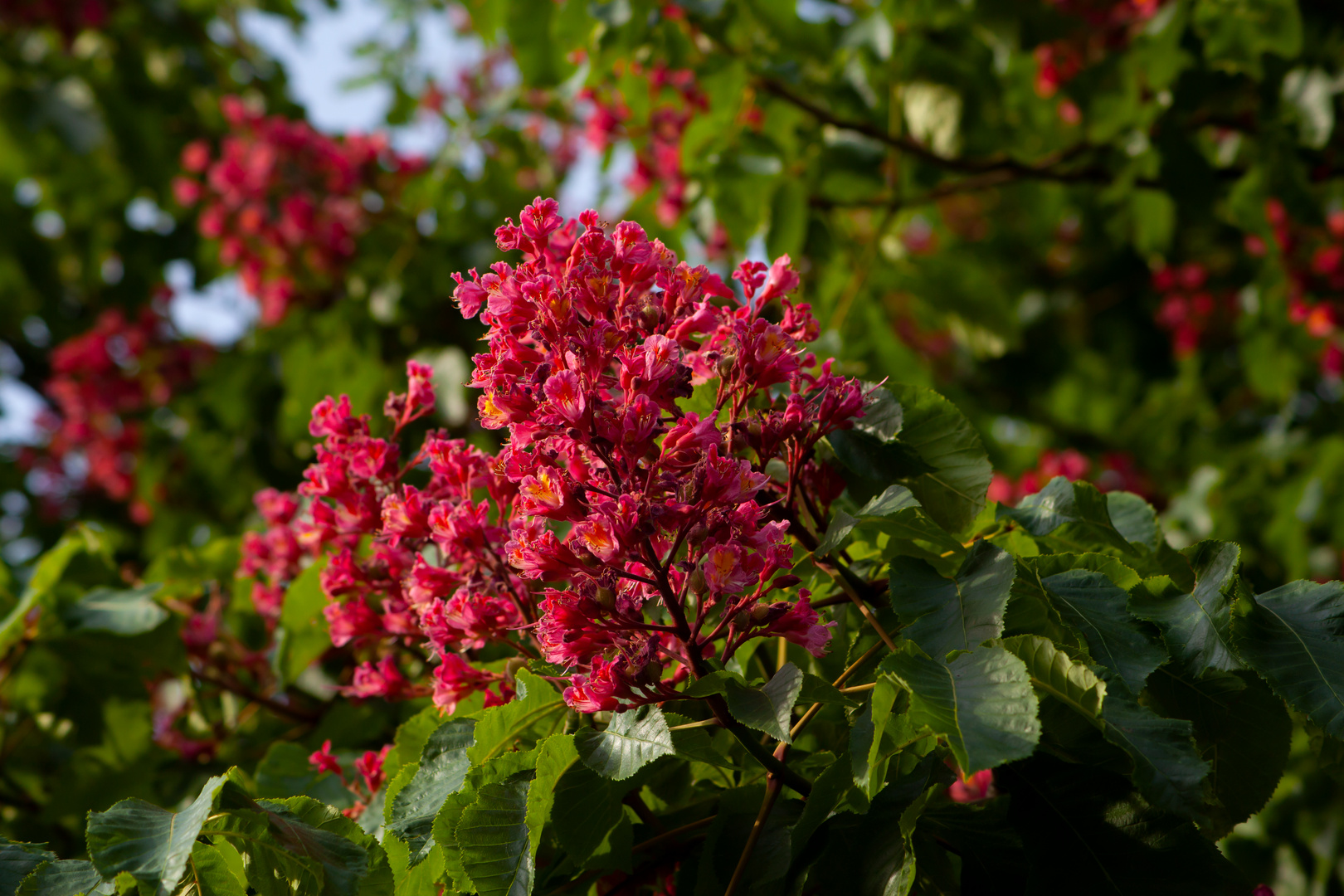 Aesculus × carnea, Dülmen-Rorup, Germany