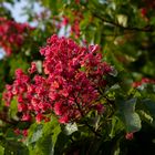 Aesculus × carnea, Dülmen-Rorup, Germany