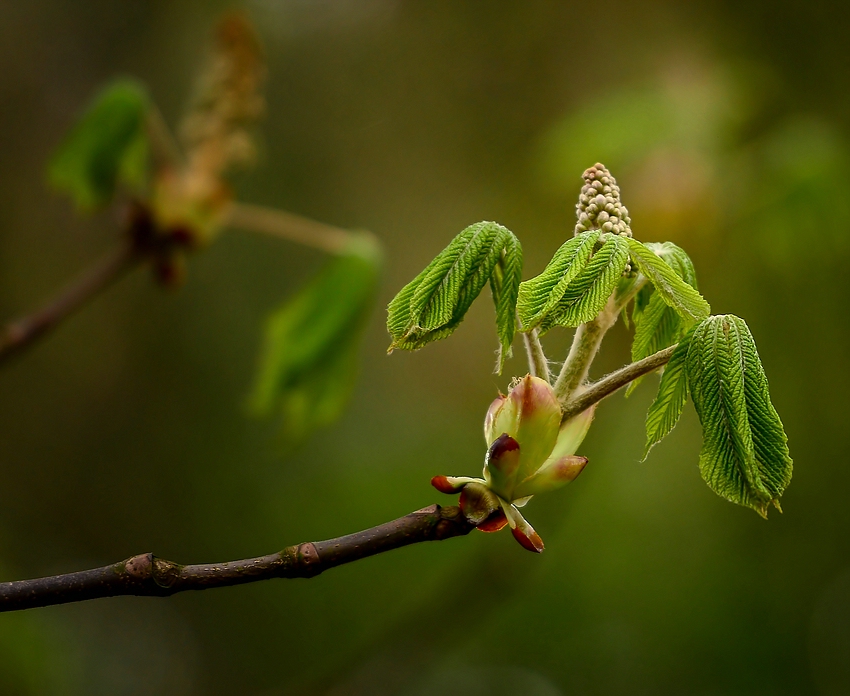 Aesculus hippocastanum