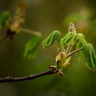 Aesculus hippocastanum