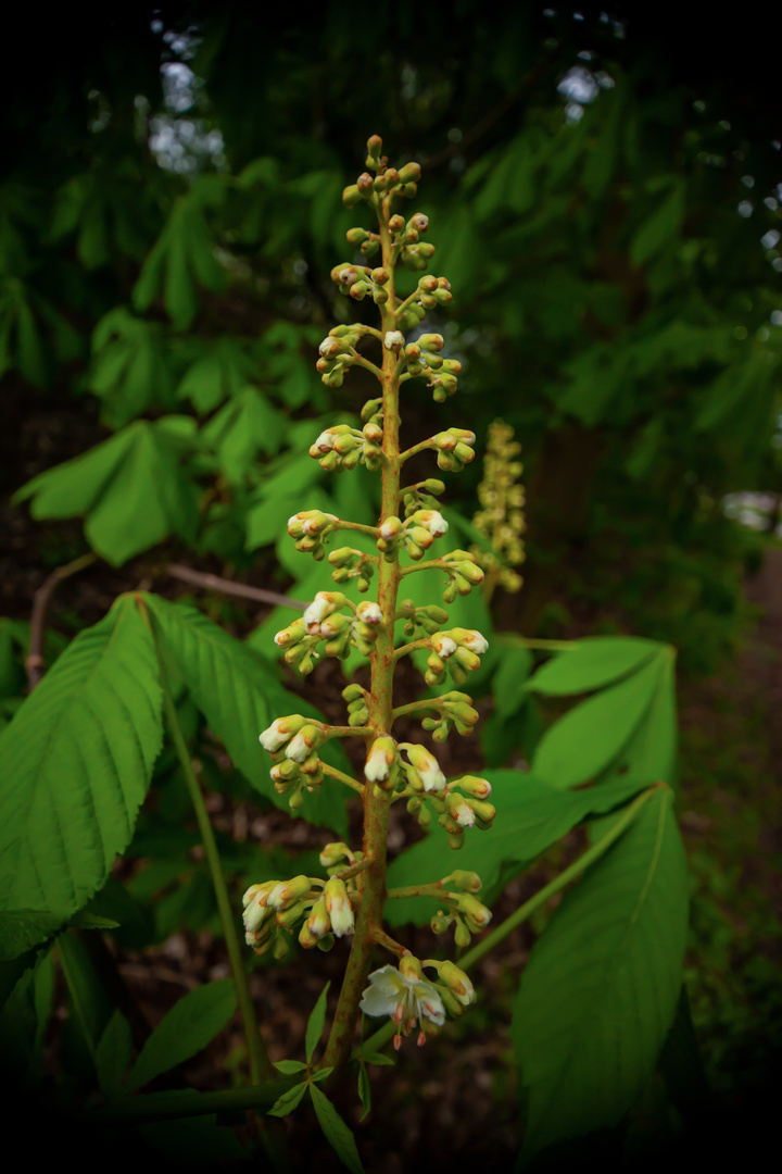 Aesculus hippocastanum