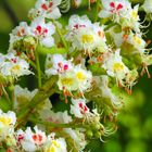 Aesculus hippocastanum (Blüten)