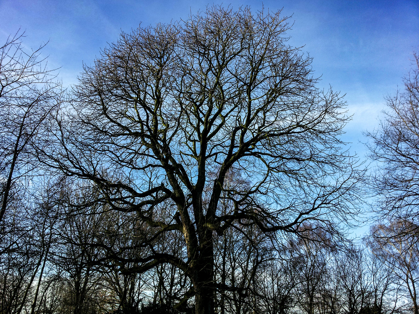 Aesculus hippocastanum, Kolvenburg, Billerbeck, Germany