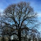 Aesculus hippocastanum, Kolvenburg, Billerbeck, Germany