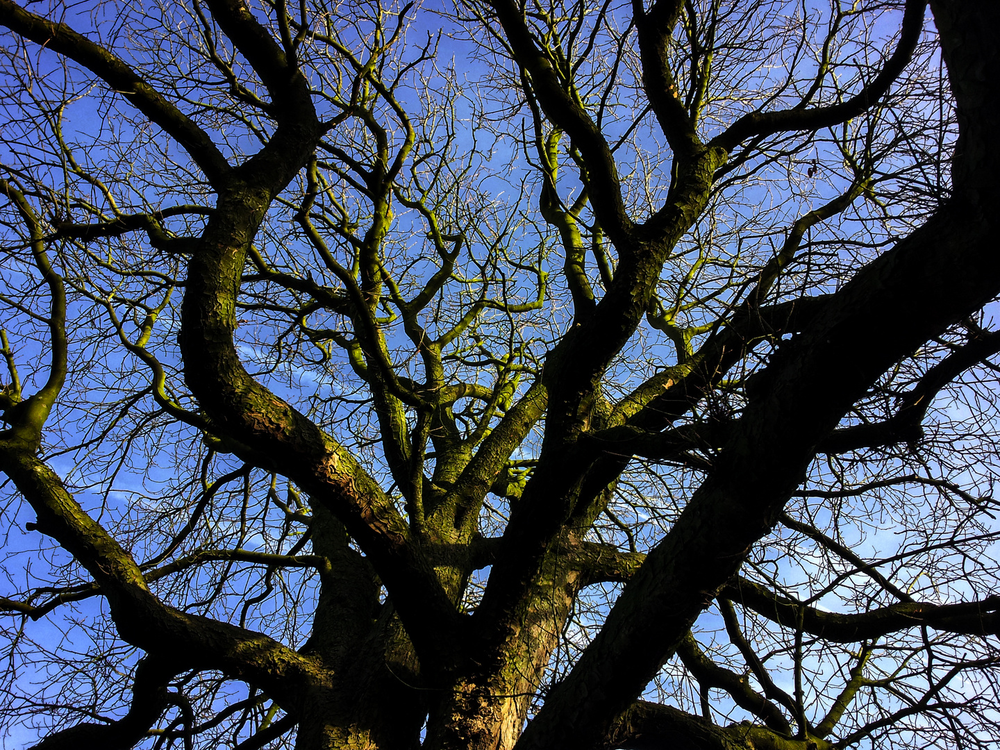 Aesculus hippocastanum, Kolvenburg, Billerbeck, Germany II