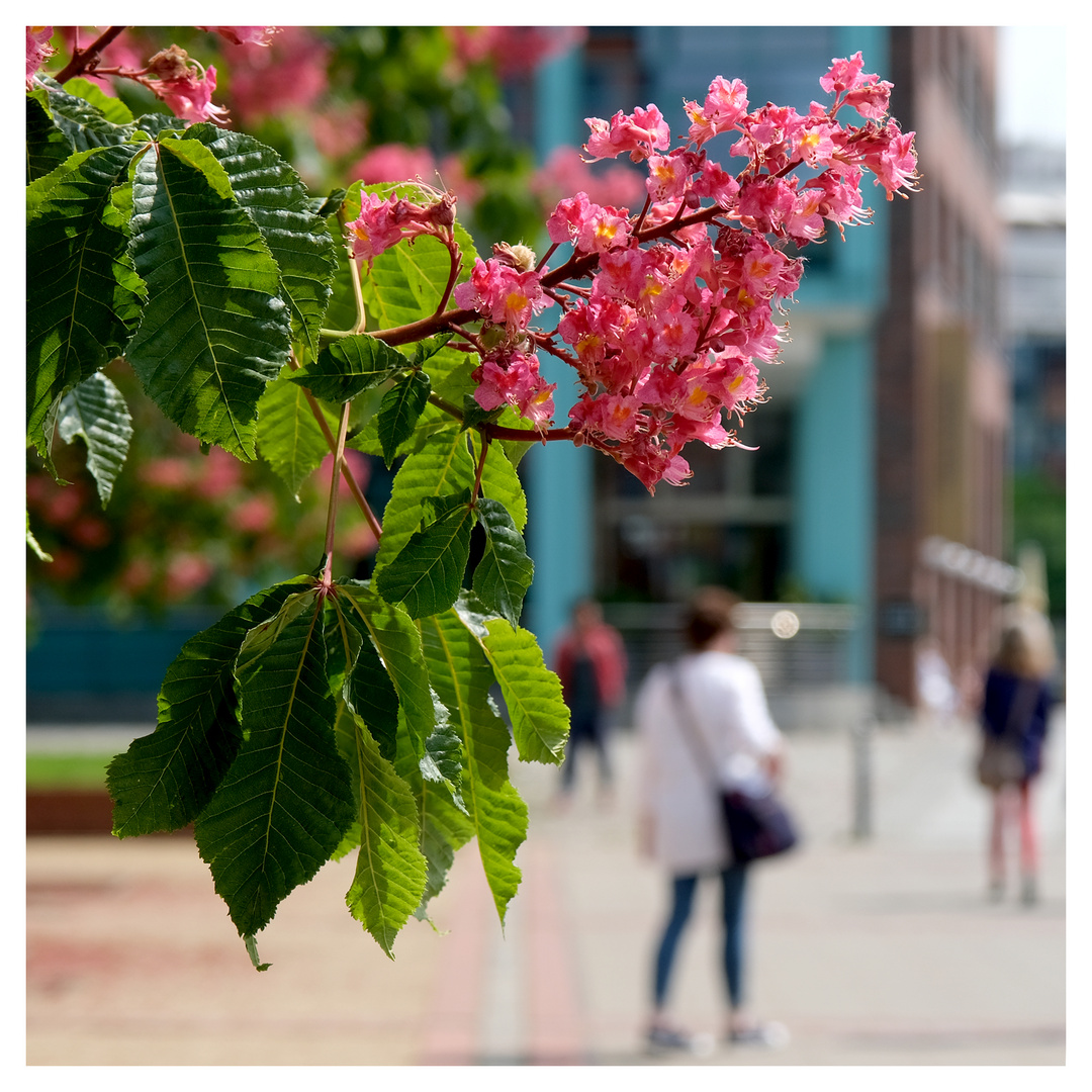 aesculus.carnea