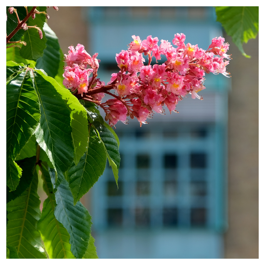 aesculus.carnea