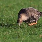 Äsende Blässgans am Niederrhein