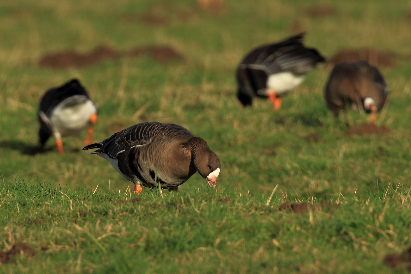 Äsende Blessgans