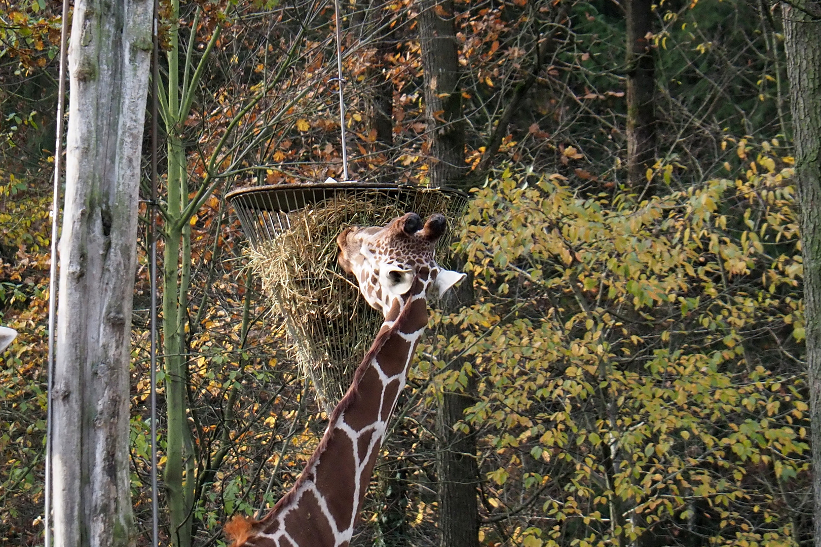 Äsende Giraffe