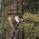 Äsende Giraffe