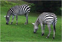 Äsende Zebras (Zoo Neuwied)