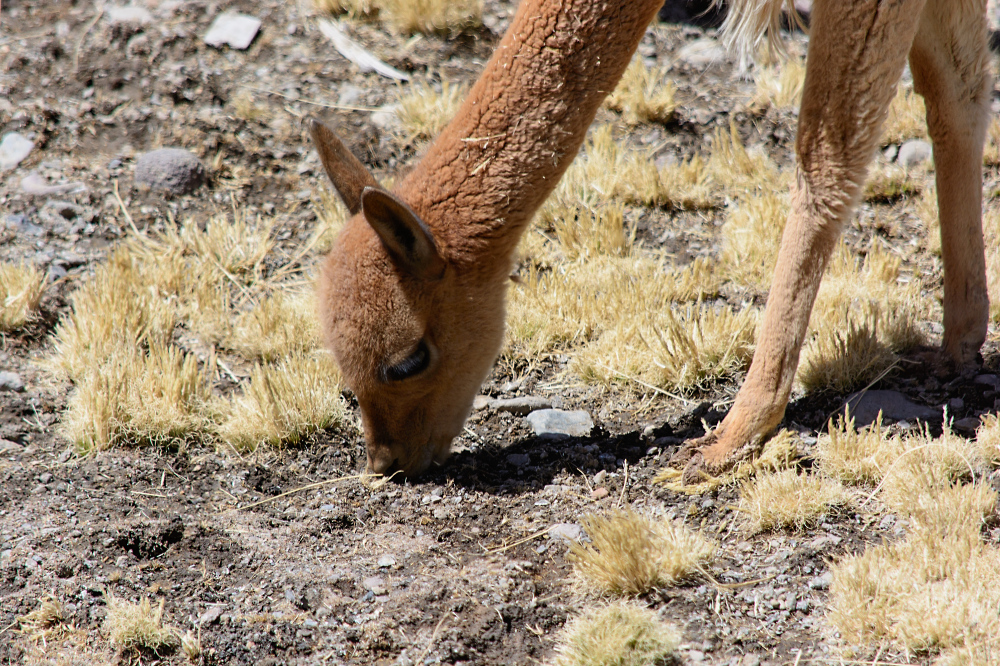 äsendes Vicuna