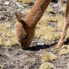 äsendes Vicuna