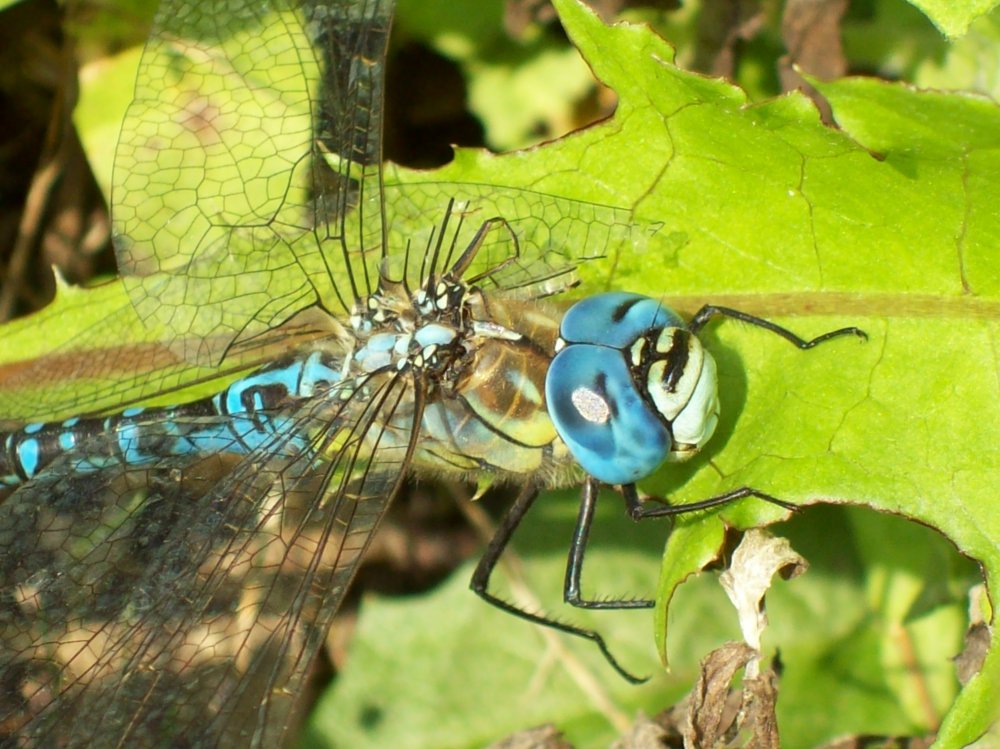 Aeshna affinis (Südliche Mosaikjungfer) - Das nächste Opfer...