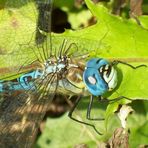 Aeshna affinis (Südliche Mosaikjungfer) - Das nächste Opfer...