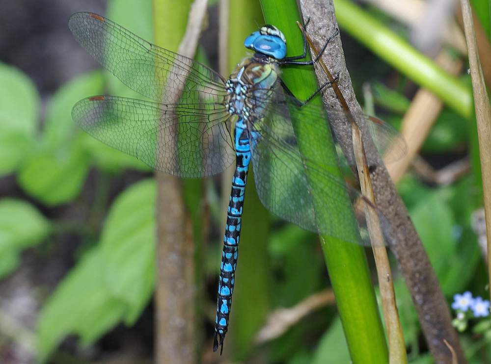 Aeshna affinis (SüdlicheMosaikjungfer)