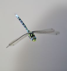 Aeshna coerulea, die Blaugrüne Mosaikjungfer - im Flug