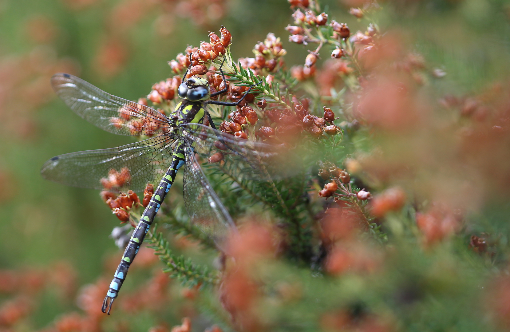 Aeshna cyanea