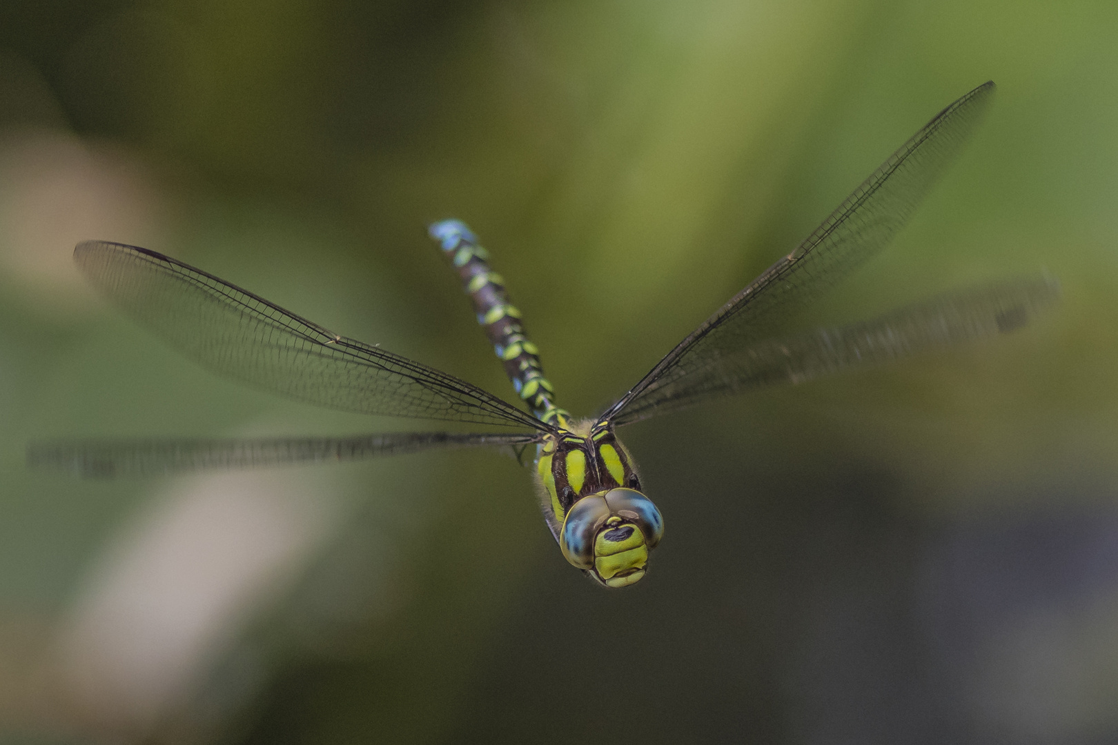 Aeshna cyanea