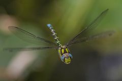 Aeshna cyanea