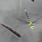 Aeshna cyanea......