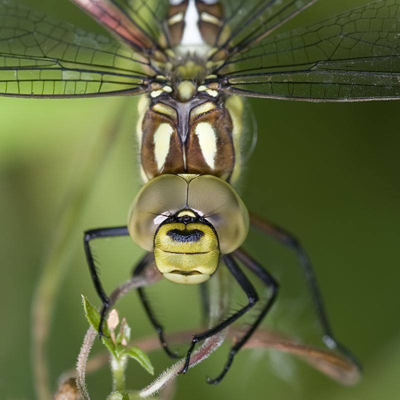 Aeshna cyanea