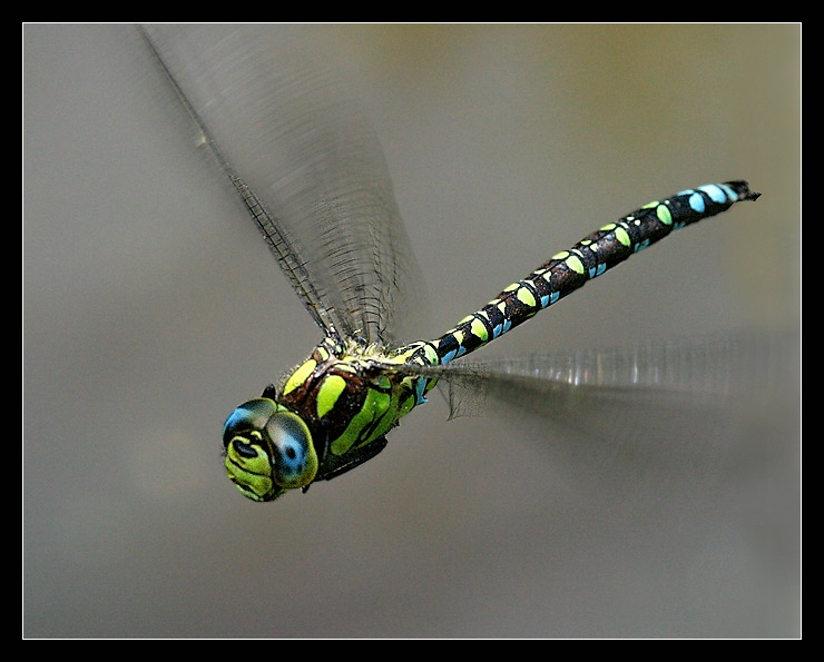  Aeshna Cyanea