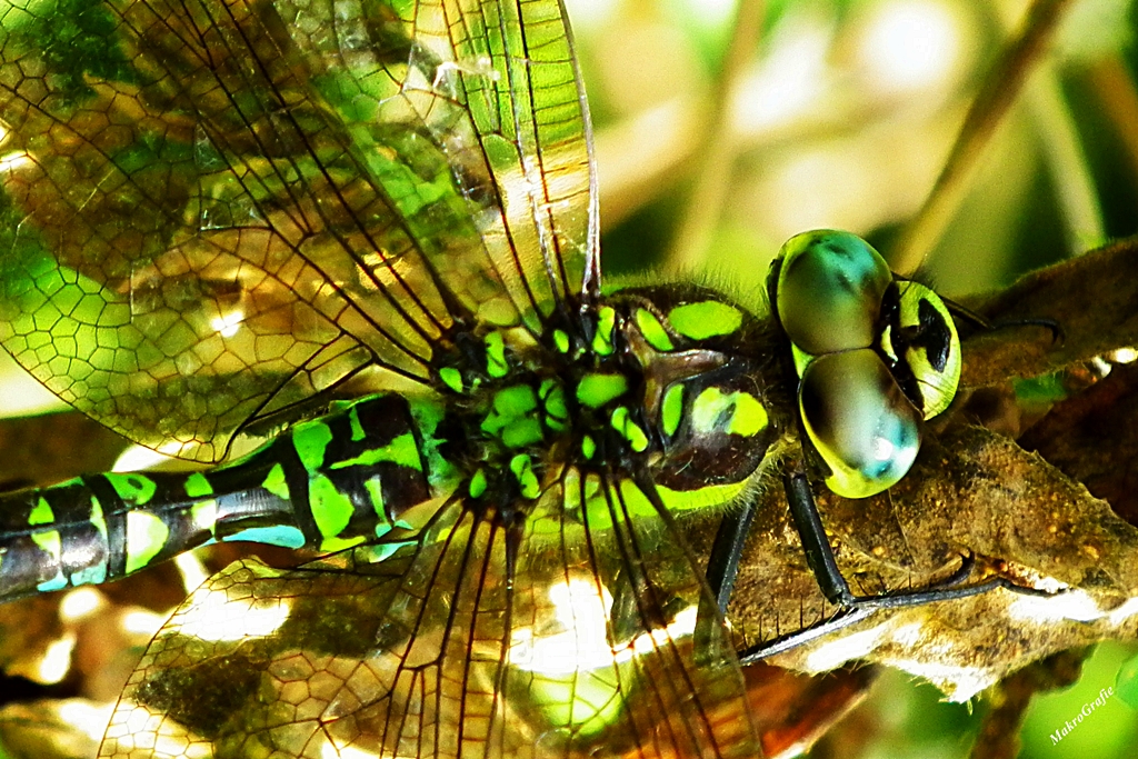 Aeshna cyanea