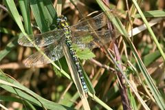 Aeshna cyanea am 16.10.06