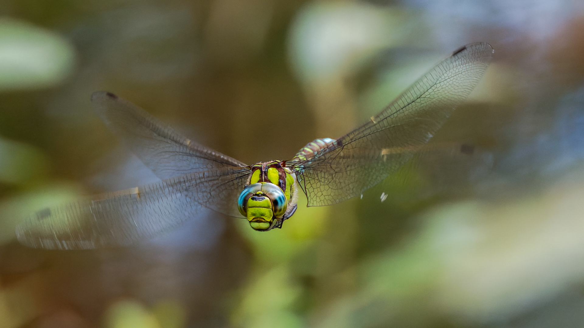 Aeshna cyanea