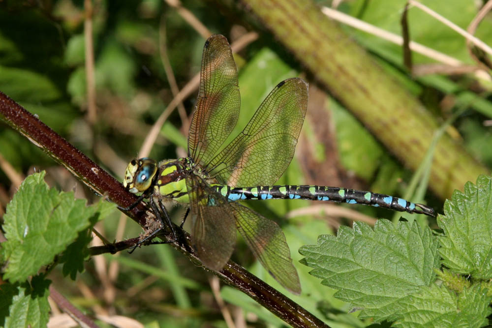 Aeshna cyanea (Blaugrüne Mosaikjungfer)