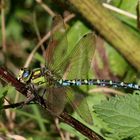 Aeshna cyanea (Blaugrüne Mosaikjungfer)