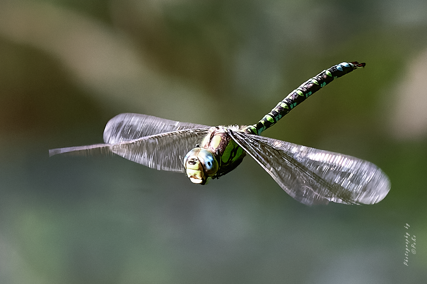 Aeshna cyanea – Blaugrüne Mosaikjungfer